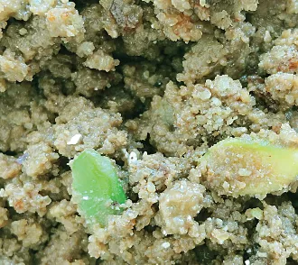 [Elenka-1080] Fanta Crumble Pistacchio KG.2.5*