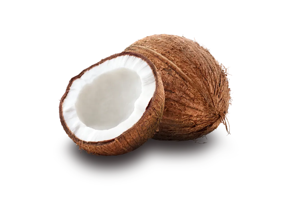 [Elenka-1189] Cocco Conca D'oro 500 CF.1.5*